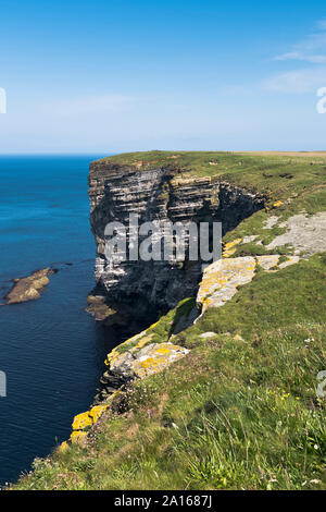 Dh Marwick Head MARWICK Falaises ORCADES Réserve Naturelle RSPB Banque D'Images