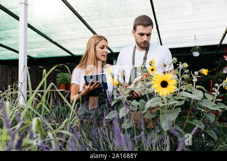 Deux travailleurs dans un centre jardin prendre soin des fleurs Banque D'Images