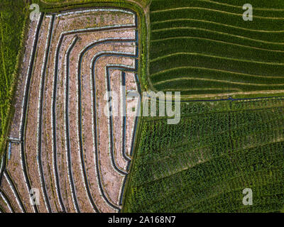 Vue aérienne du domaine agricole, Bali, Indonésie Banque D'Images