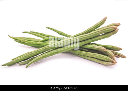 Le moringa oleifera isolé sur fond blanc Banque D'Images