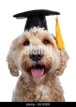 Head shot of sweet jeune femelle adulte Labradoodle soyeux vêtu de noir graduation hat, à tout droit à l'appareil photo avec les yeux bruns. Isolated on white ba Banque D'Images