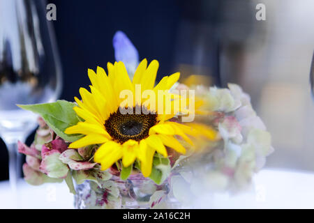 Gerbera daisy dans verre à caractère social. L'accent sur le premier plan. Banque D'Images