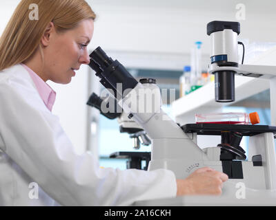 Biologiste cellulaire de l'affichage d'un ballon contenant des cellules souches à l'aide d'un microscope inversé dans le laboratoire Banque D'Images