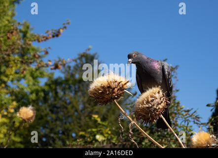 Ville pigeon ramier Columba palumbus festoyer sur le cardon Thistle seeds en automne. Londres. Banque D'Images