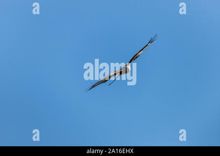 Red Kite photographié à Nant Bwlch yr Arian, Ceredigion, pays de Galles Banque D'Images