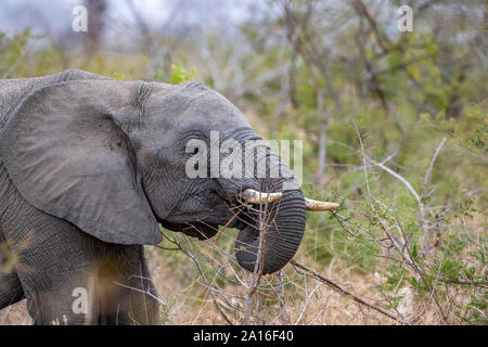 Elephant en mangeant des fruits de l'arbre marula dans kruger park south africa détail Banque D'Images