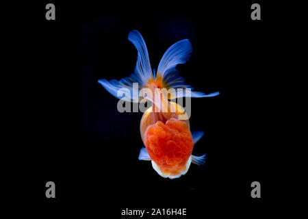 Belle piscine Poisson Rouge Oranda dans le réservoir isolé sur fond noir. Banque D'Images