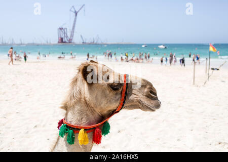 Dubaï - un chameau pour des promenades touristiques sur la plage du port de plaisance de Dubaï. Dans l'arrière-plan le site de construction de la plus grande roue du monde. Banque D'Images