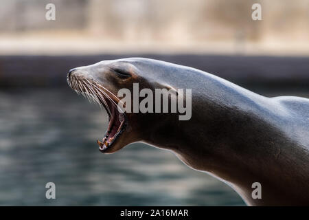 Un lion de mer de Californie (Zalophus californianus) avec sa bouche grande ouverte en criant Banque D'Images