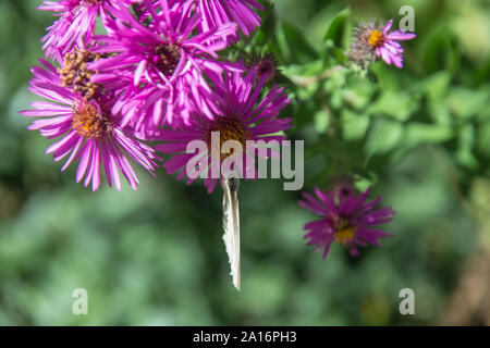 European Grand papillon blanc du chou (Pieris brassicae) se nourrissant de fleurs aster aromatique (Symphyotrichum oblongifolium), l'automne en fleurs Banque D'Images