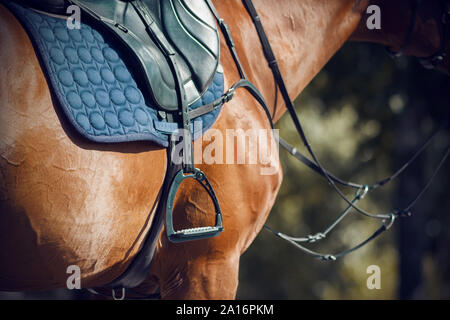 Sur un cheval rouge avec la brillance du pelage portant une selle, un bleu doux saddlecloth et étrier, et aussi sur le museau portant une bride. Le cheval est illuminat Banque D'Images