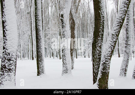 Arbres d'hiver recouvert de neige blanche Banque D'Images