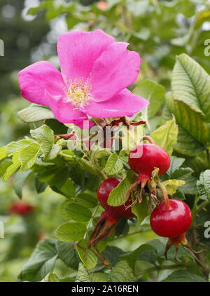 Rosa Rugosa 'Rubra'. Des fleurs et des hanches du Japonais rouge rose au début de l'automne. UK Banque D'Images