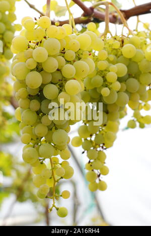 Vitis vinifera. La culture intérieure de raisin vert dans un petit tunnel dans un poly Yorkshire intérieur jardin en septembre. UK Banque D'Images