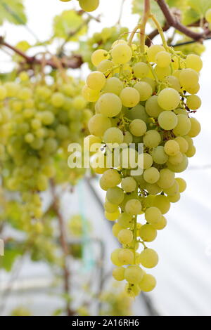 Vitis vinifera. La culture intérieure de raisin vert dans un petit tunnel dans un poly Yorkshire intérieur jardin en septembre. UK Banque D'Images