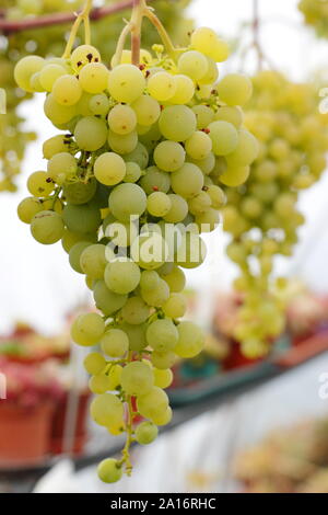 Vitis vinifera. La culture intérieure de raisin vert dans un petit tunnel dans un poly Yorkshire intérieur jardin en septembre. UK Banque D'Images