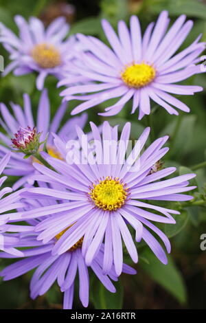 Aster x frikartii 'Monch, Michaelmas marguerites floraison dans un jardin d'automne frontière. UK Banque D'Images