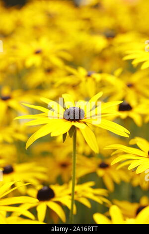 Rudbeckia fulgida var. sullivantii 'Goldsturm. Black Eyed Susan fleurs dans un jardin d'automne. UK. Aga Banque D'Images