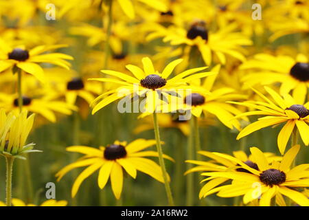 Rudbeckia fulgida var. sullivantii 'Goldsturm. Black Eyed Susan fleurs dans un jardin d'automne. UK. Aga Banque D'Images