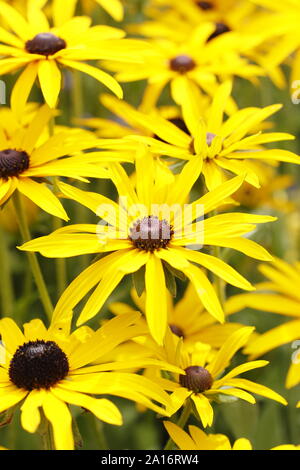 Rudbeckia fulgida var. sullivantii 'Goldsturm. Black Eyed Susan fleurs dans un jardin d'automne. UK. Aga Banque D'Images