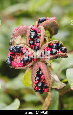 Paeonia mlokosewitschii. Les coupelles de semences ornementales de 'Molly' la sorcière de la pivoine au début de l'automne. UK Banque D'Images