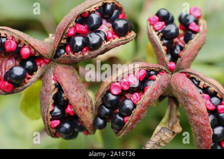 Paeonia mlokosewitschii. Les coupelles de semences ornementales de 'Molly' la sorcière de la pivoine au début de l'automne. UK Banque D'Images