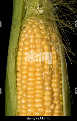 Exposés en partie 2.2 sur un épi de maïs doux (Zea mays) cultivés dans un jardin potager, Berkshire, septembre, Banque D'Images