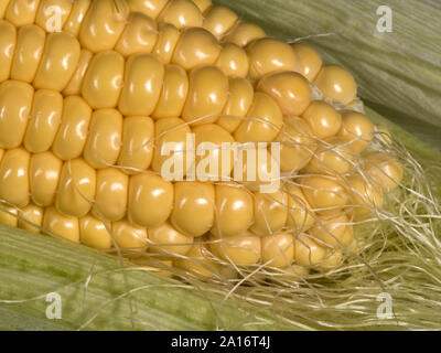 Exposés en partie 2.2 sur un épi de maïs doux (Zea mays) cultivés dans un jardin potager, Berkshire, septembre, Banque D'Images