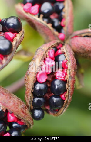 Paeonia mlokosewitschii. Les coupelles de semences ornementales de 'Molly' la sorcière de la pivoine au début de l'automne. UK Banque D'Images