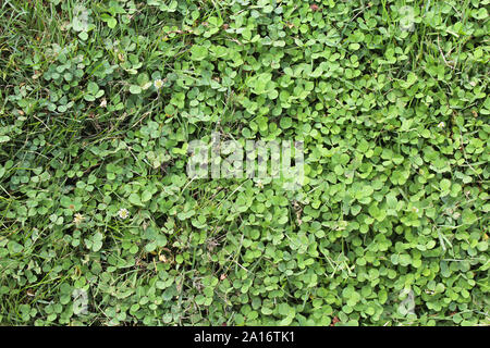 Vue du haut vers le bas d'un Patch d'herbe et de trèfle Banque D'Images