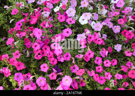 Des tons de rose vague pétunia dans pleine floraison en été Banque D'Images