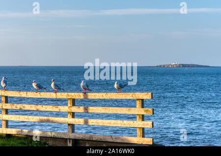 Mouettes sur clôture avec vue sur les îles Farne, Largs, Northumberland, Angleterre Banque D'Images