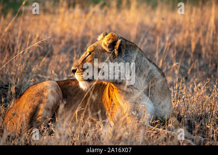 Lionne regarde vers le soleil au coucher du soleil à Serengeti Banque D'Images