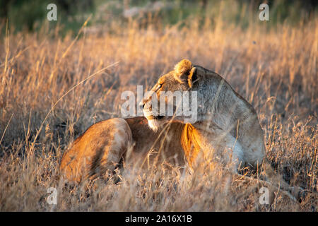 Lionne regarde vers le soleil au coucher du soleil à Serengeti Banque D'Images