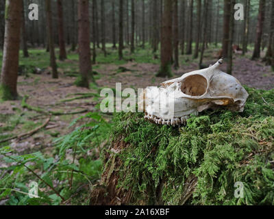 Crâne d'un jeune chevreuil sur moss dans la forêt avec des arbres sur l'arrière-plan Banque D'Images