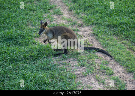 Wallaby à cou rouge, d'un kangourou d'Australie Banque D'Images