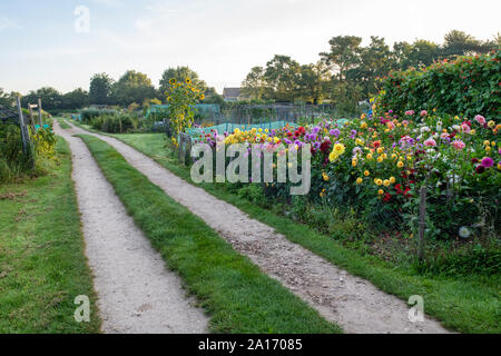 Dahlias croissant dans une affectation de Cotswold. Kingham, Cotswolds, Gloucestershire, Angleterre Banque D'Images