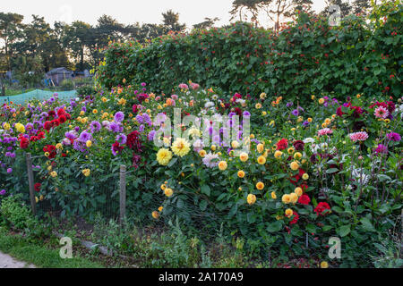 Dahlias croissant dans une affectation de Cotswold. Kingham, Cotswolds, Gloucestershire, Angleterre Banque D'Images