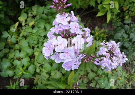 L'été dans le Massachusetts : Libre de Lavande Fleurs Phlox Banque D'Images