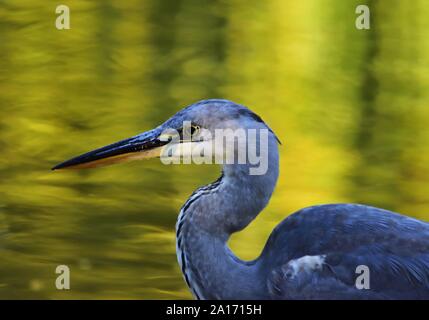 Héron cendré Ardea cinerea close up Banque D'Images