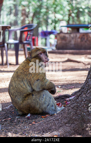Les Macaques de Barbarie, également connu sous le nom de singe de Barbarie ou magot, est une espèce de macaque unique pour sa distribution en dehors de l'Asie. Trouvés dans les montagnes de l'Atlas Banque D'Images