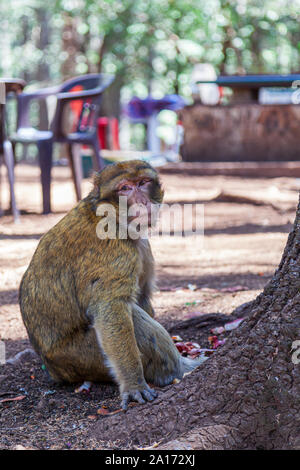 Les Macaques de Barbarie, également connu sous le nom de singe de Barbarie ou magot, est une espèce de macaque unique pour sa distribution en dehors de l'Asie. Trouvés dans les montagnes de l'Atlas Banque D'Images