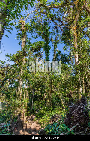 Trekking forestier du volcan Mombacho Grenade au Nicaragua Banque D'Images