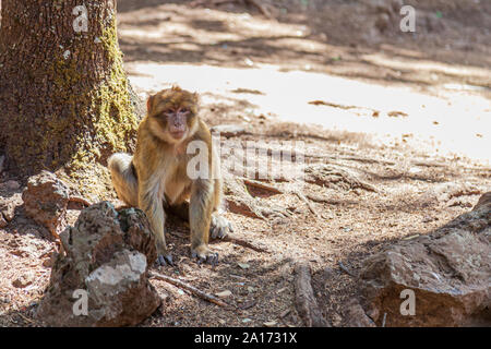 Les Macaques de Barbarie, également connu sous le nom de singe de Barbarie ou magot, est une espèce de macaque unique pour sa distribution en dehors de l'Asie. Trouvés dans les montagnes de l'Atlas Banque D'Images