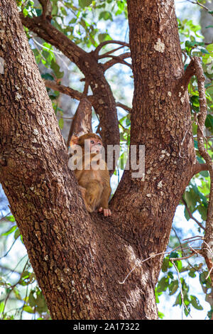 Les Macaques de Barbarie, également connu sous le nom de singe de Barbarie ou magot, est une espèce de macaque unique pour sa distribution en dehors de l'Asie. Trouvés dans les montagnes de l'Atlas Banque D'Images