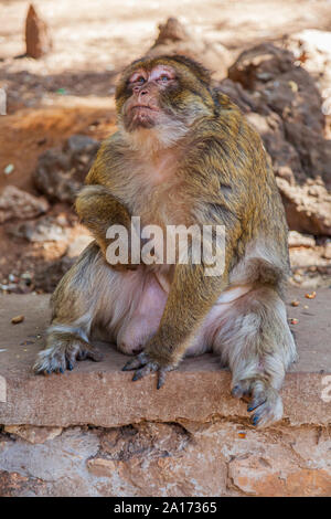 Les Macaques de Barbarie, également connu sous le nom de singe de Barbarie ou magot, est une espèce de macaque unique pour sa distribution en dehors de l'Asie. Trouvés dans les montagnes de l'Atlas Banque D'Images