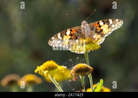 La belle dame (Vanessa cardui) marbré de chamois rosâtre orange noir et blanc dessous rétroéclairé vue. Se nourrissant de fleurs sauvages jaunes actuels comme upperwing Banque D'Images