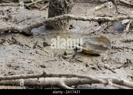 L'eau fraîche sur le muscle boueux sec mill pond bed partiellement drainées pour travailleurs pour construire une île pour la nidification des sternes. Divers oiseaux de l'eau restent empreintes de pas. Banque D'Images