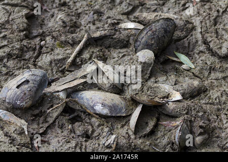 L'eau douce sur les muscles boueux sec mill pond bed partiellement drainées pour travailleurs pour construire une île pour la nidification des sternes. Divers oiseaux de l'eau restent empreintes de pas. Banque D'Images