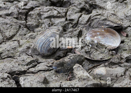 L'eau douce sur les muscles boueux sec mill pond bed partiellement drainées pour travailleurs pour construire une île pour la nidification des sternes. Divers oiseaux de l'eau restent empreintes de pas. Banque D'Images